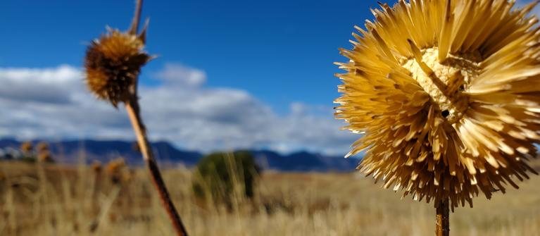 Native grasses with the front range in dark blue and out of focus